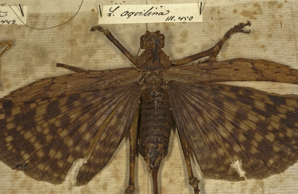 Acanthodis aquilina (Linnaeus, 1758): female, dorsal view (possibly a type). (Otu).