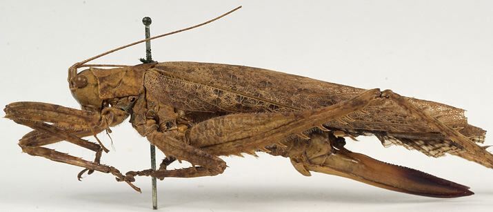 CollectionObject 1521474; 9a69a07e-afa4-4d77-8f93-36b90cd4ec0c: female habitus, lateral view (type). (CollectionObject).