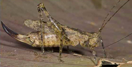 Adapantus (Adapantus) bardus Karsch, 1891: Fig. 12 E. female, lateral view. (Otu).