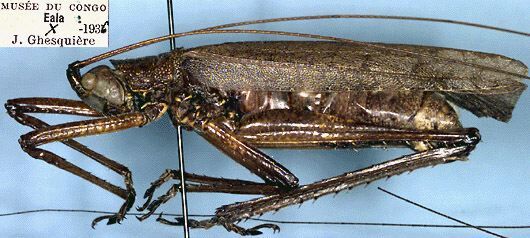 Adapantus (Adapantus) brunneus Beier, 1957: male, lateral view (paratype). (Otu).