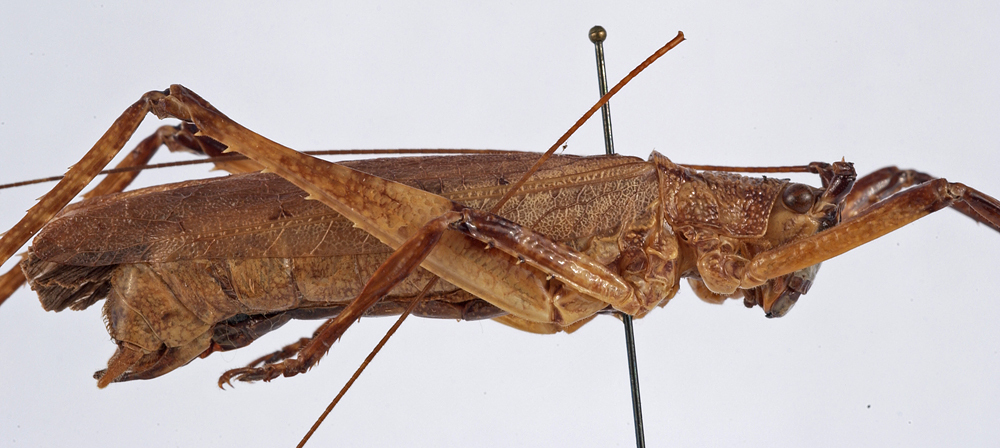 CollectionObject 1534513; 614f883d-b911-49aa-9bff-2332013b12e4: male, lateral view (holotype). (CollectionObject).