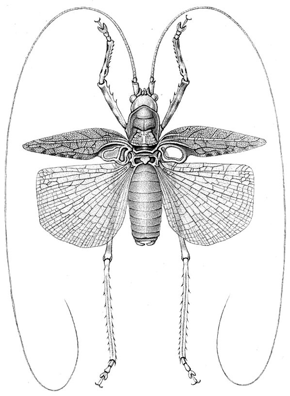 Adapantus (Adapantus) transmarinus (Krauss, 1890): Pl. XLV, Fig. 10. male, dorsal view (pronotum length 6-6.5 mm, tegmina 19-20 mm, hind femora 16-18 mm). (Otu).