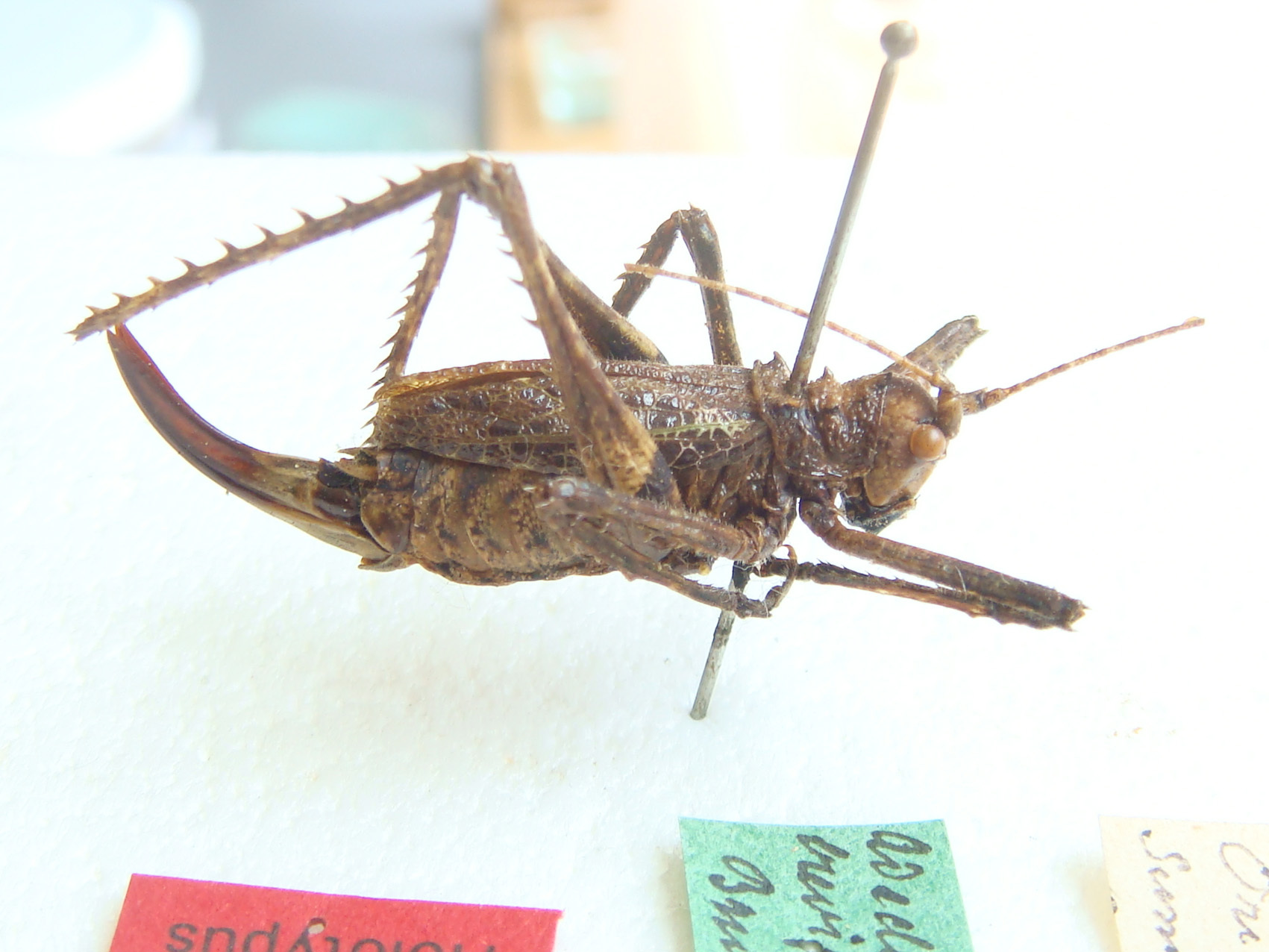 CollectionObject 1505715; daafc326-19b9-4563-b6de-c4973d295314: May 2010. female, lateral view (holotype). (CollectionObject).