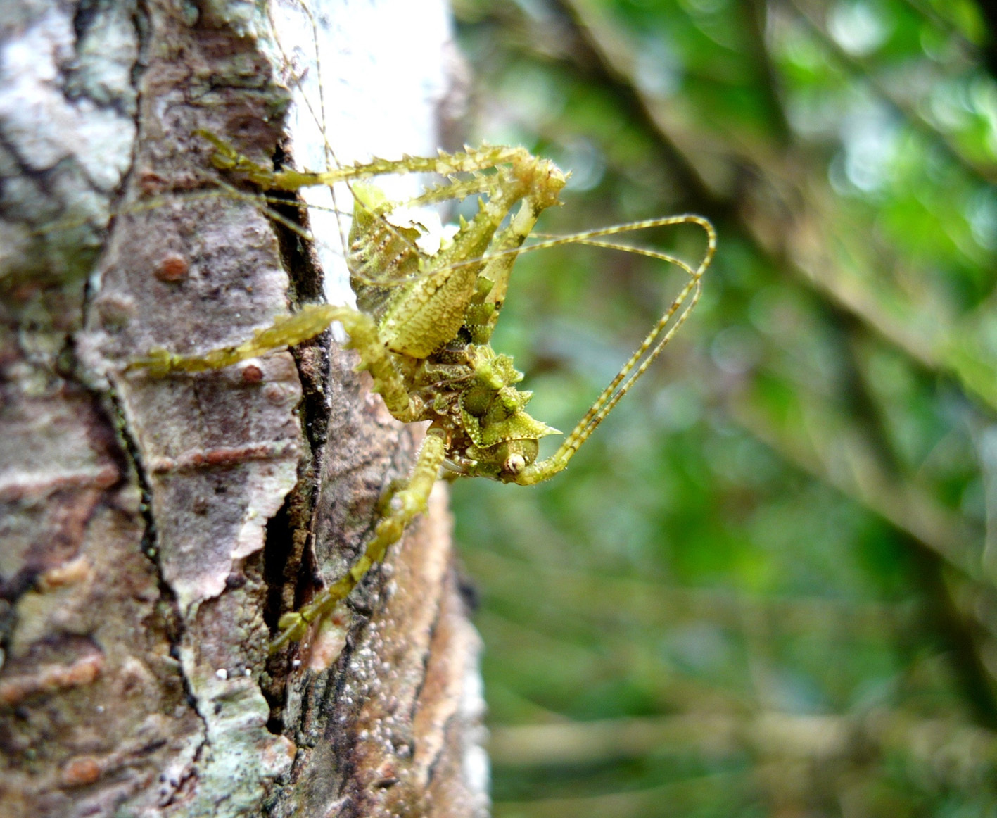 Adeclus spiculatus (Stål, 1873): male (Colombia: Boyacá). (Otu).
