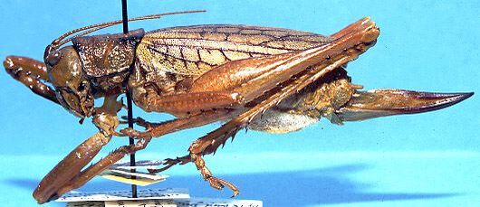 CollectionObject 1499264; aca1d64a-ced7-4776-be2e-3dc1c09fb815: female, lateral view (holotype). (CollectionObject).