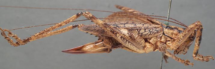 CollectionObject 1505717; 8f5e5b3d-2b19-4be0-866e-7f11b0930ae7: female, lateral view (holotype). (CollectionObject).