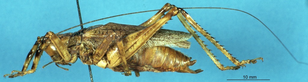 CollectionObject 1506972; 6705166a-9c01-4fdb-b38e-20a42be41659: male, lateral view (holotype). (CollectionObject).