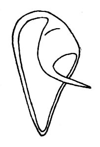 Ancistrocercus (Ancistrocercus) excelsior (Brunner von Wattenwyl, 1895): Fig. 231. male right cercus, ventral view. (Otu).