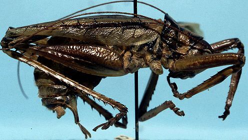 CollectionObject 1533104; d79dda7b-4559-4e1a-a6fd-3c21210a7746: male, lateral view (holotype). (CollectionObject).