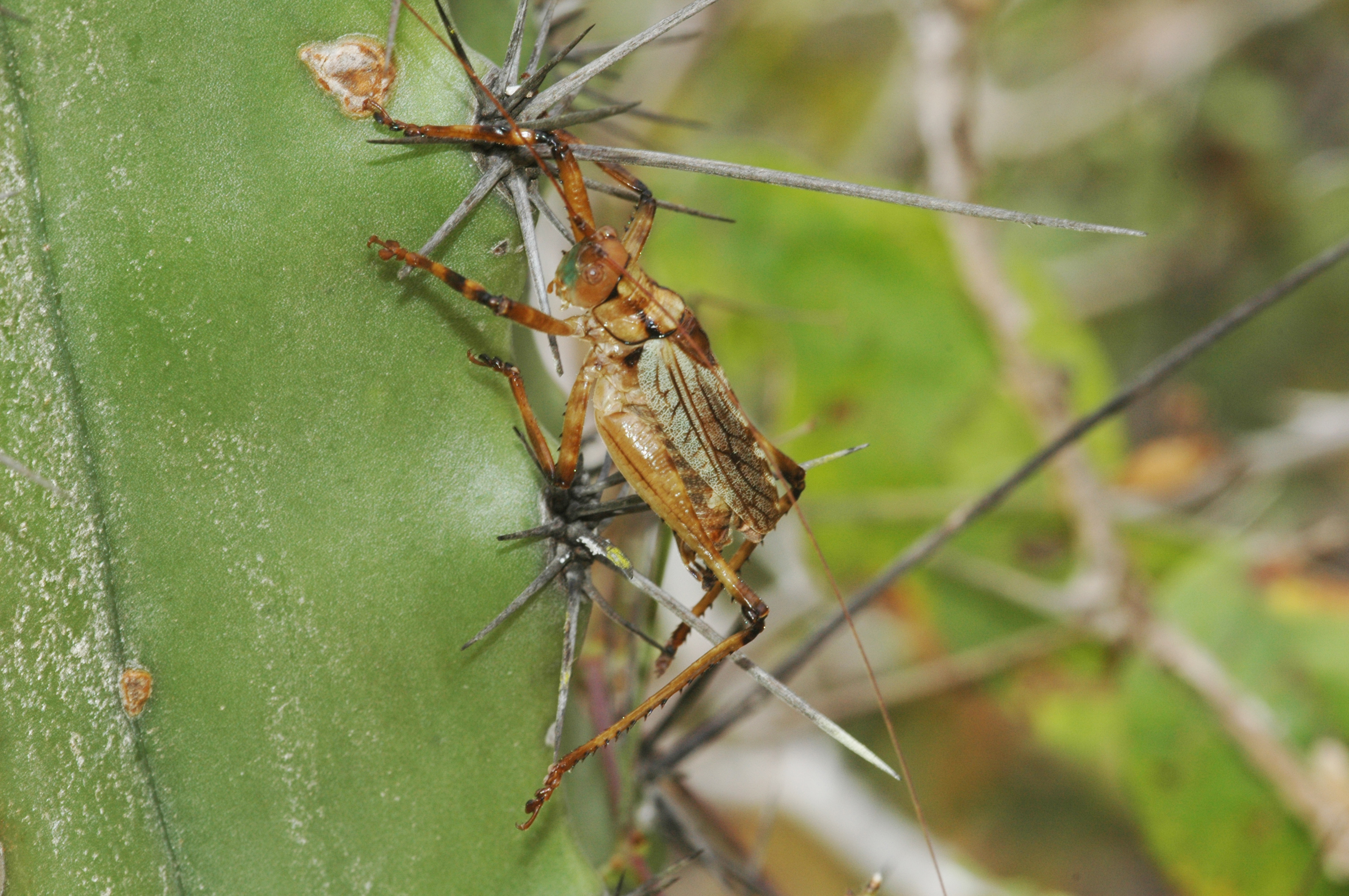 Ancistrocercus (Ancistrocercus) circumdatus (Walker, 1870): male. (Otu).