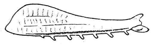 Anonistus scariosus (Burmeister, 1838): Fig. 206. female hind femur (13-19 mm). (Otu).