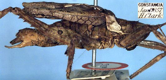 CollectionObject 1516955; c6af5a59-c6ac-4cf9-a512-b5d1248dc985: male, lateral view (holotype). (CollectionObject).