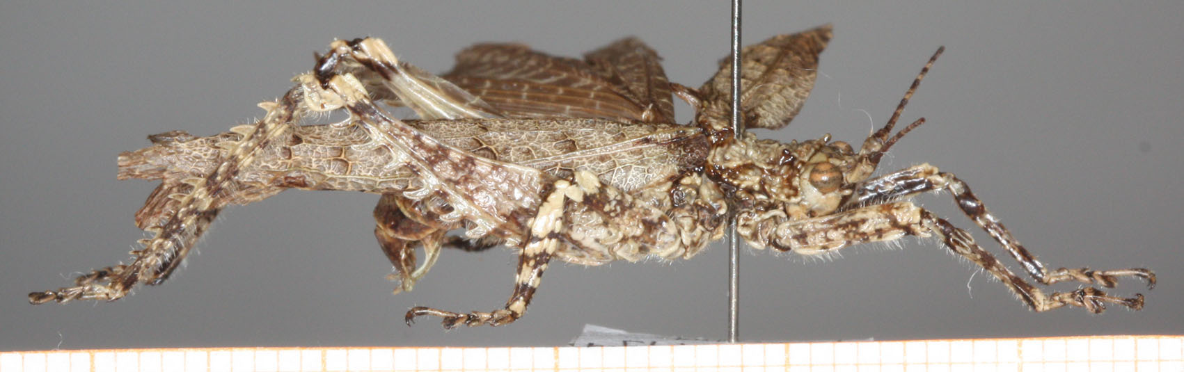 CollectionObject 1479324; 61ef30b8-001a-4c89-bb41-55fec9507f13: male, lateral view. (CollectionObject).