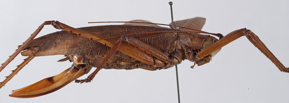 CollectionObject 1534675; 66665683-b023-4ca7-960c-f63e583ab304: female, lateral view (holotype). (CollectionObject).