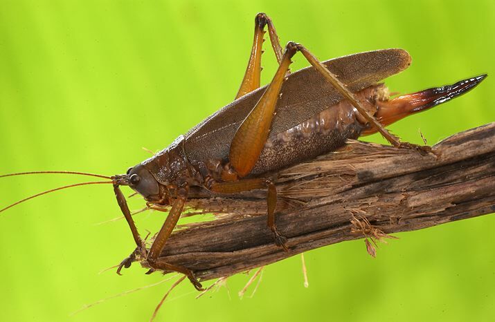 Mormotus clavaticercus Karsch, 1891: female, lateral view. (Otu).