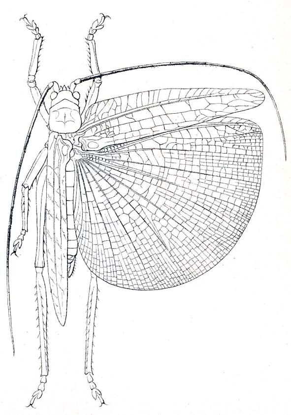 Mormotus montesi (Bolívar, 1886): Pl. IV, Fig. 17. male, dorsal view (Mormotus nigrispinosus, from Karsch 1891). (Otu).