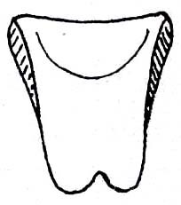 Mormotus obtusatus Brunner von Wattenwyl, 1895: Fig. 184. female subgenital plate. (Otu).