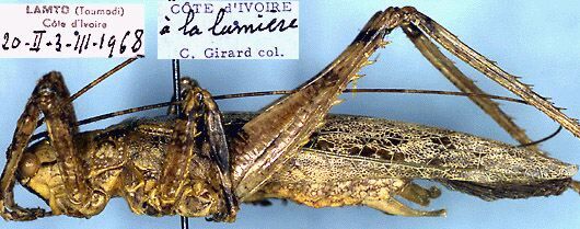 Mormotus ornatus Beier, 1973: male, lateral view (paratype). (Otu).