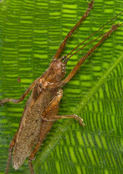 Mormotus alonsae Naskrecki, 2008: Fig. 14 H. male. (Otu).