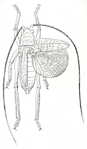Adenes obesus Karsch, 1891: Pl. IV, Fig. 18. male, dorsal view. (Otu).