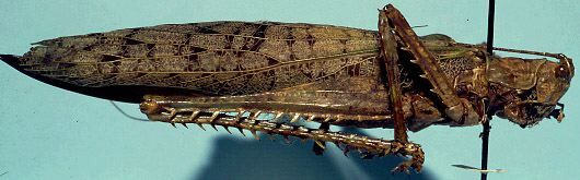 CollectionObject 1533135; 01576c0e-50c0-4eb9-86bd-fb01cd0079ce: female, lateral view (holotype). (CollectionObject).