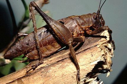 Balboana tibialis (Brunner von Wattenwyl, 1895): male (Costa Rica, Heredia Prov., La Selva). (Otu).