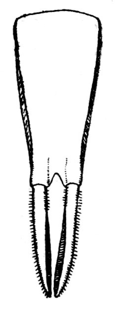 Enthacanthodes semimuticus Brunner von Wattenwyl, 1895: Fig. 236. male subgenital plate (4.7 mm, styli 3.8 mm). (Otu).