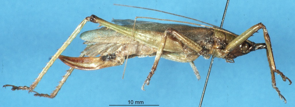 CollectionObject 1506992; b32ab80d-7ed2-4660-98ec-4c548ae8010e: female, lateral view (holotype). (CollectionObject).