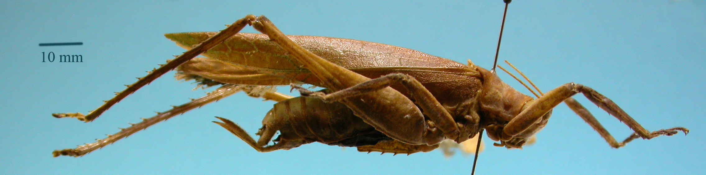 CollectionObject 1542977; f5225c5e-22b6-4298-b632-62668fbd1c7b: male, lateral view (holotype). (CollectionObject).