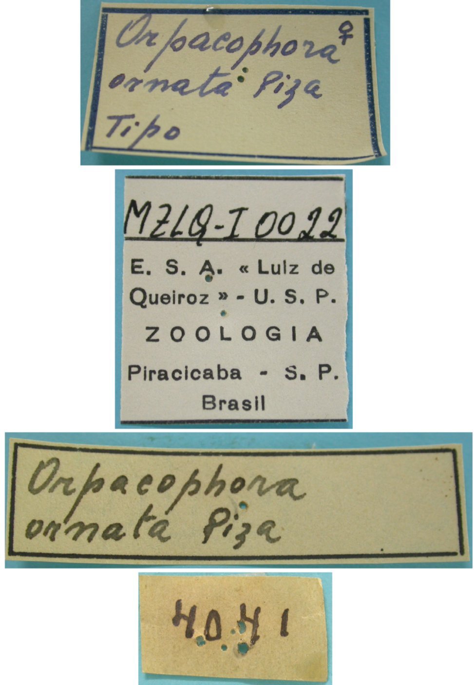 CollectionObject 1542694; e12101b8-41e5-4244-8467-dffb20f9c27e: female, labels (holotype). (CollectionObject).