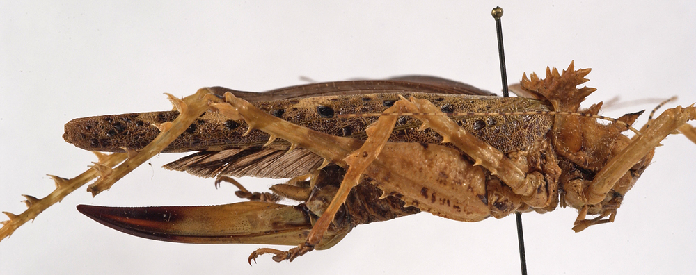 CollectionObject 1534596; 278d14e0-5e83-4854-a3ae-4ee9fe1af9ba: female, lateral view (holotype). (CollectionObject).