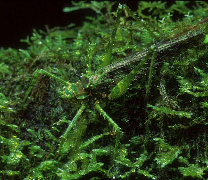 Championica (Championica) montana Saussure & Pictet, 1898: male (Costa Rica, La Selva). (Otu).