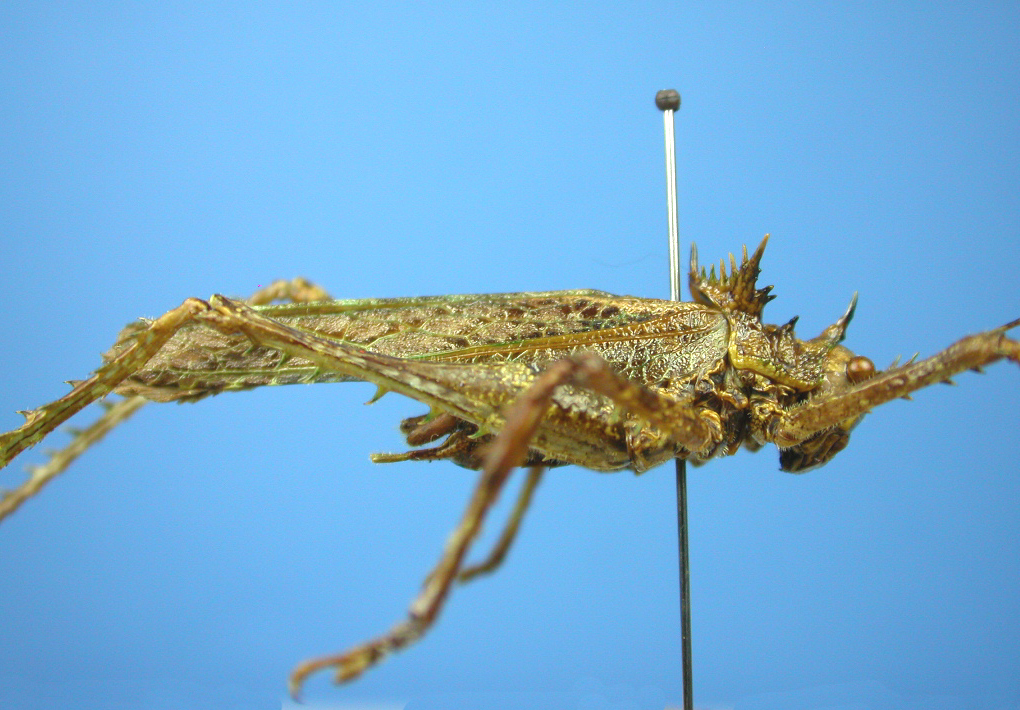 Championica (Lipacophora) bicuspidata (Brunner von Wattenwyl, 1895): MUSENUV - 21703. male, lateral view. (Otu).