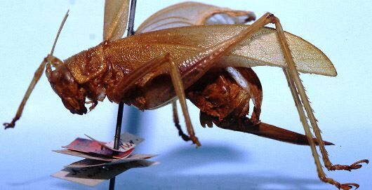 CollectionObject 1522362; a480a3f0-8c49-4501-bb9d-41d61ca1aa96: female, lateral view (holotype). (CollectionObject).