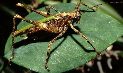 Clepsydronotus dentipes (Saussure & Pictet, 1898): male (Costa Rica, Heredia Prov., La Selva). (Otu).