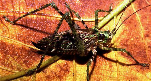 Clepsydronotus deciduus (Rehn, 1906): female (Costa Rica, Heredia, La Selva). (Otu).