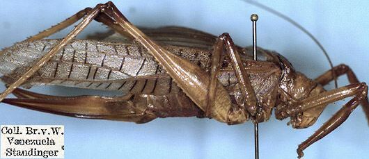 CollectionObject 1531975; 434cc451-3673-41d9-a06c-7358c7bf9ffe: female (holotype). (CollectionObject).