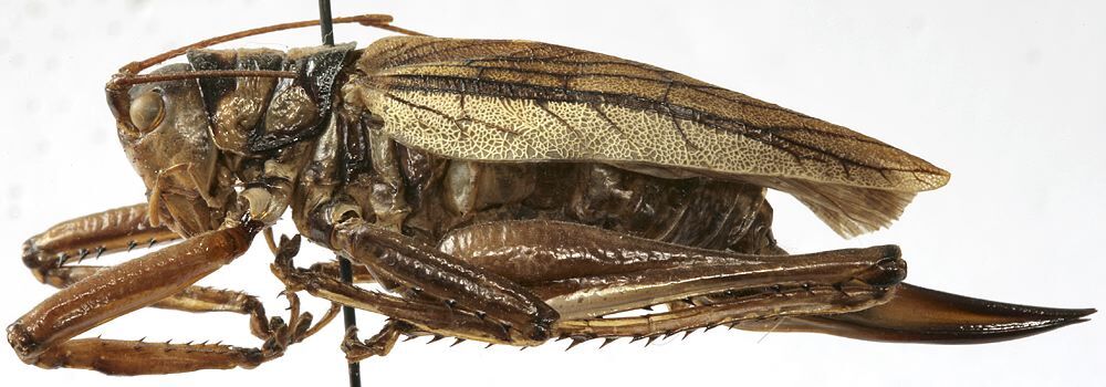 CollectionObject 1539743; 0e625b66-a849-43dc-8b55-503c6e65b7a0: female habitus, lateral view (holotype). (CollectionObject).