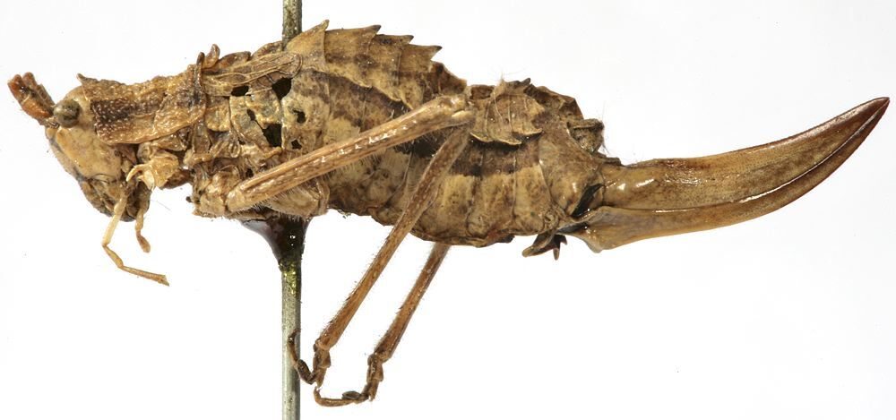 CollectionObject 1541614; 5e890361-3214-49f9-aa3b-d218e3654fc5: female, lateral view (syntype). (CollectionObject).