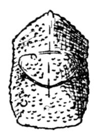 Dasyscelus paraguayanus Beier, 1954: Fig. 209. female pronotum, dorsal view (length 9 mm). (Otu).