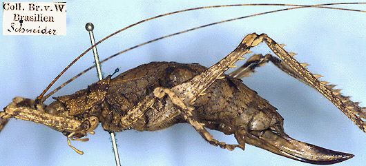 CollectionObject 1531981; 297ffec5-5907-435b-8f19-02aa3a9ffc43: female, lateral view (holotype). (CollectionObject).