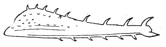 Diacanthodis granosa Brunner von Wattenwyl, 1895: Fig. 211. female hind femur (14-17 mm). (Otu).