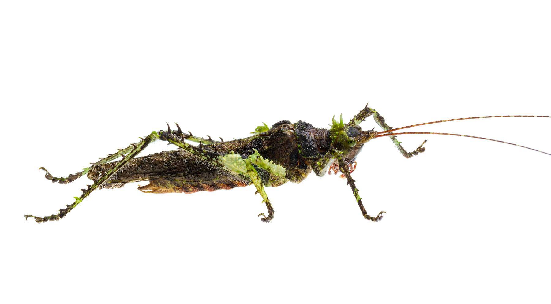 Diacanthodis formidabilis (Serville, 1838): male with different pronotum appendage and no spines on rear margin (Ecuador, Napo, Puerto Misahualli, 5.v.2015). (Otu).