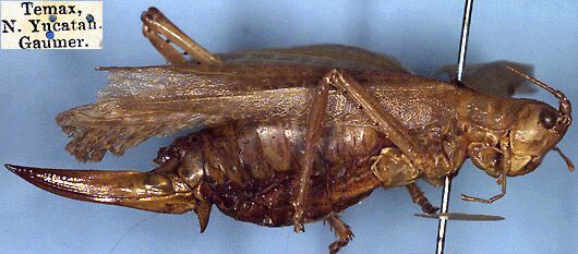 CollectionObject 1517064; dacaeec3-59f9-43dd-95df-40f14f6f23df: female, lateral view (holotype). (CollectionObject).