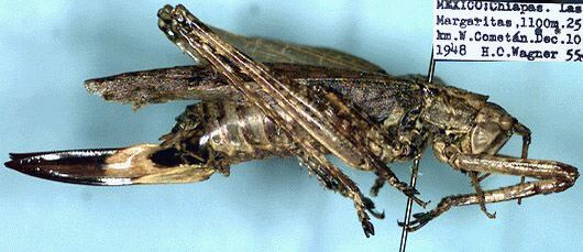 Gongrocnemis (Gongrocnemis) proxima Beier, 1962: female, lateral view (paratype). (Otu).