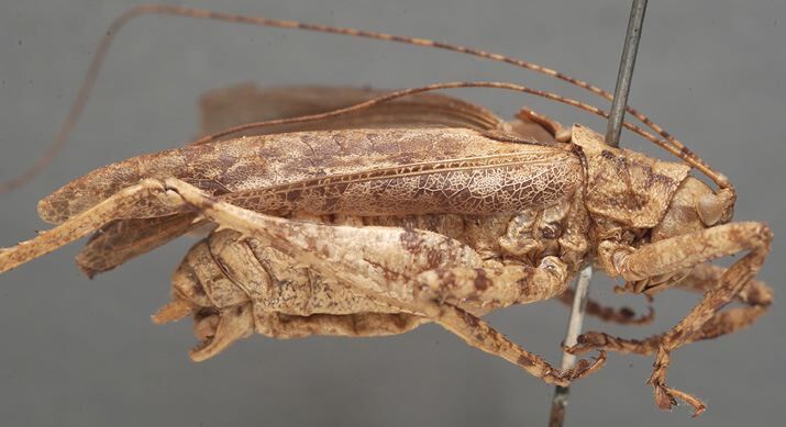 CollectionObject 1505784; 1eda68f5-d50a-4ccf-a8a8-0a9d468f84bd: male, lateral view (holotype). (CollectionObject).