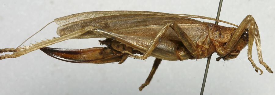 CollectionObject 1535940; a0f9cc25-91d1-4182-a881-247d1832bc97: female, lateral view (syntype). (CollectionObject).