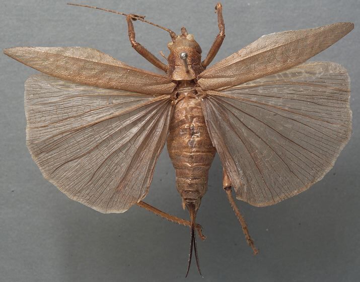 CollectionObject 1505789; 44821416-6995-470e-8203-e8fadb8c7c6f: female, dorsal view (holotype of Gongrocnemis mutica). (CollectionObject).
