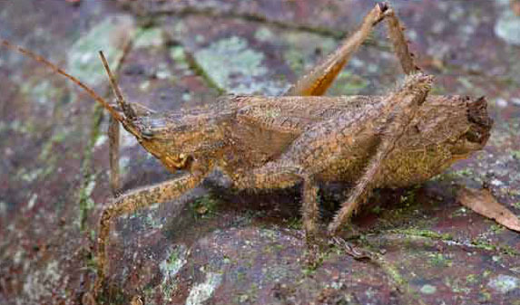 Habrocomes lanosus Karsch, 1891: Fig. 11 C. male, lateral view. (Otu).