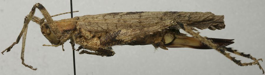 CollectionObject 1535110; 72c0b2c1-8959-4e76-8a27-5f6efd60c28b: female, lateral view (lectotype). (CollectionObject).